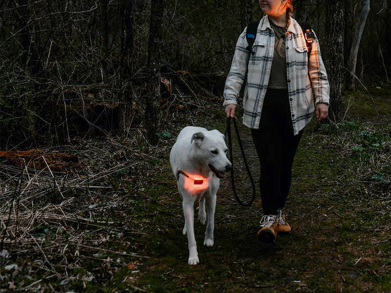 person walking dog while both wear guardian angel safety lights